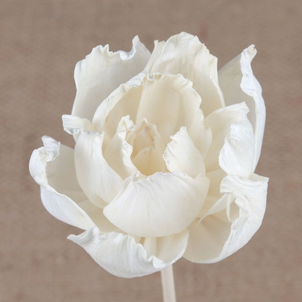 Multifunctionele 5cm natuurlij - Home Fragrance Diffuser Sticks recensie en prijs